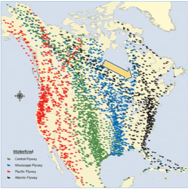 Les voies migratoires des oies en Amérique du Nord et la région d’étude (Source : North Dakota Game and Fish)